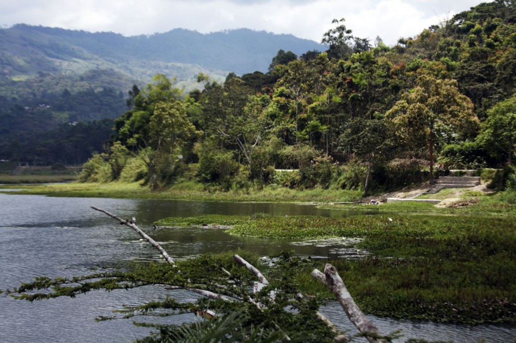Selva Alta (c) Gustavo Saavedra Calle